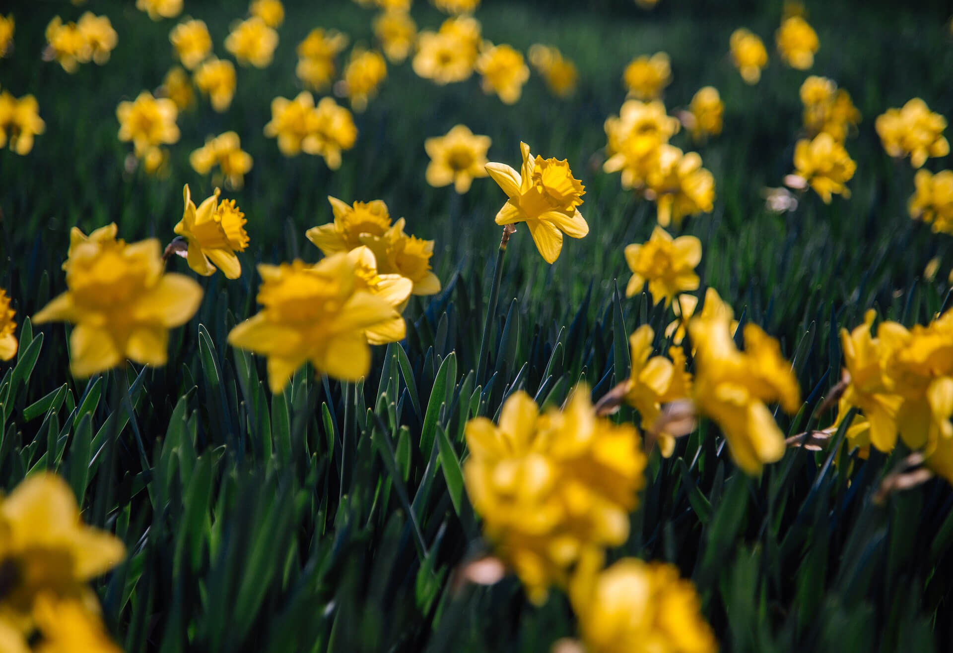 A field of yellow daffodils.